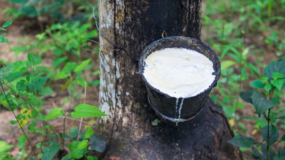 Rubber Paradox: Ghana Loses Millions Importing Tyres Amidst Abundant Resources